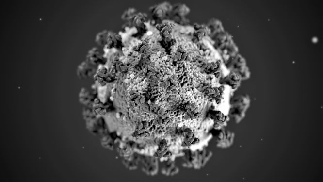 coronavirus